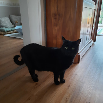 Unser Kater Bagira